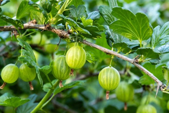 C vitamīns vasaras nogalē – kā to vislabāk uzņemt un saglabāt uzturā